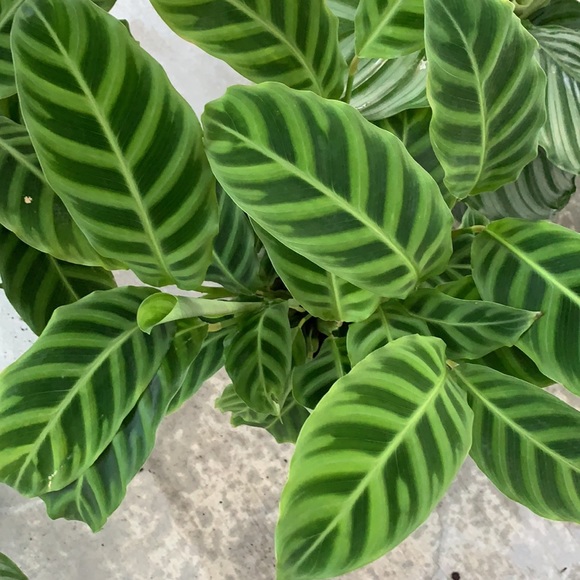 There BIG💥Calathea zebras 🪴🪴💥😻 - Picture 3 of 6